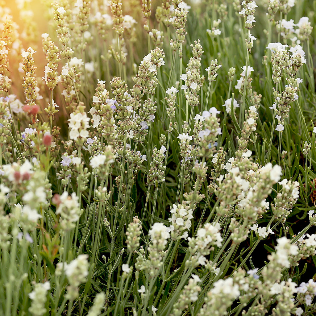Set of 6 White Lavenders – Outdoor Plant