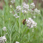 Set of 6 White Lavenders – Outdoor Plant