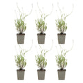 Lot De 6 Lavandes Dwarf Blue – Plante D'Extérieur
