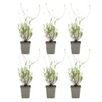 Lot De 6 Lavandes Dwarf Blue – Plante D'Extérieur