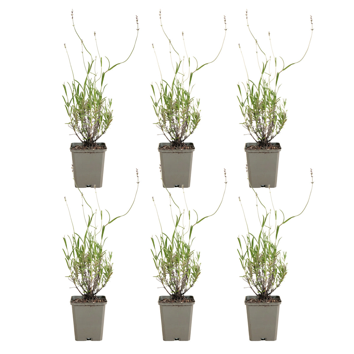Lot De 6 Lavandes Dwarf Blue – Plante D'Extérieur