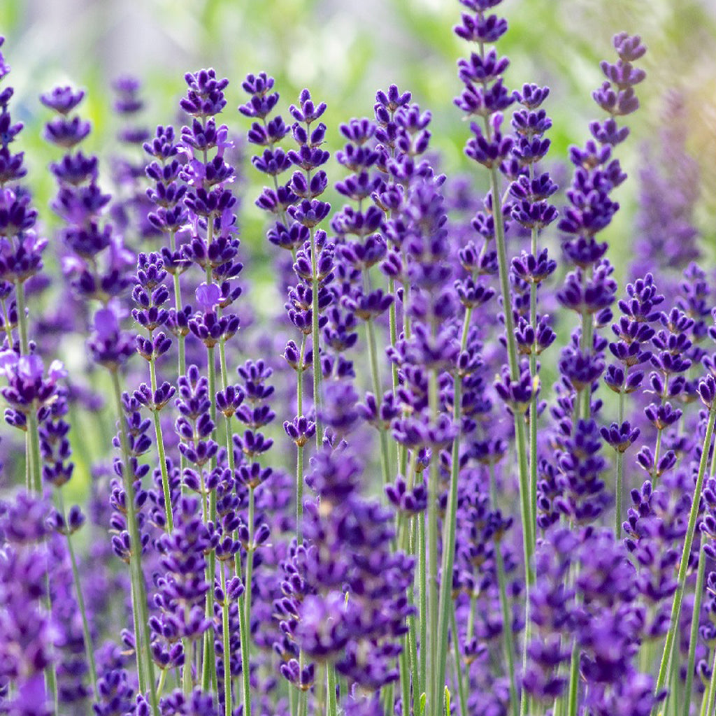 Lot De 6 Lavandes Dwarf Blue – Plante D'Extérieur