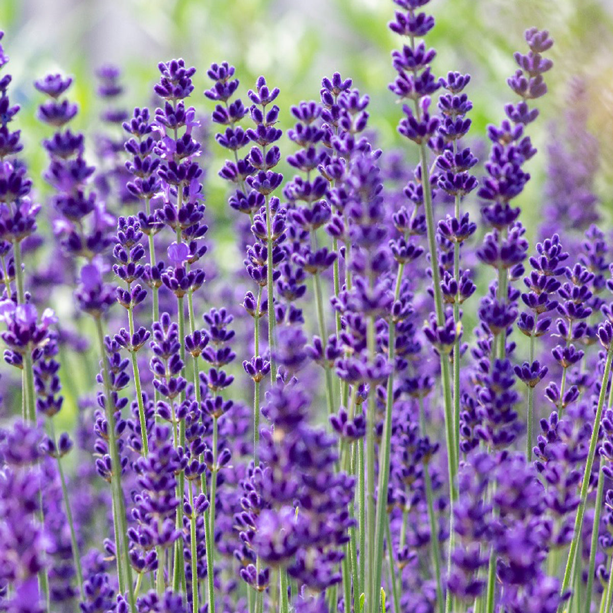Lot De 6 Lavandes Dwarf Blue – Plante D'Extérieur