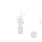 Lot De 6 Lavandes Dwarf Blue – Plante D'Extérieur