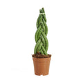 Sansevieria Twister – Indoor Plant