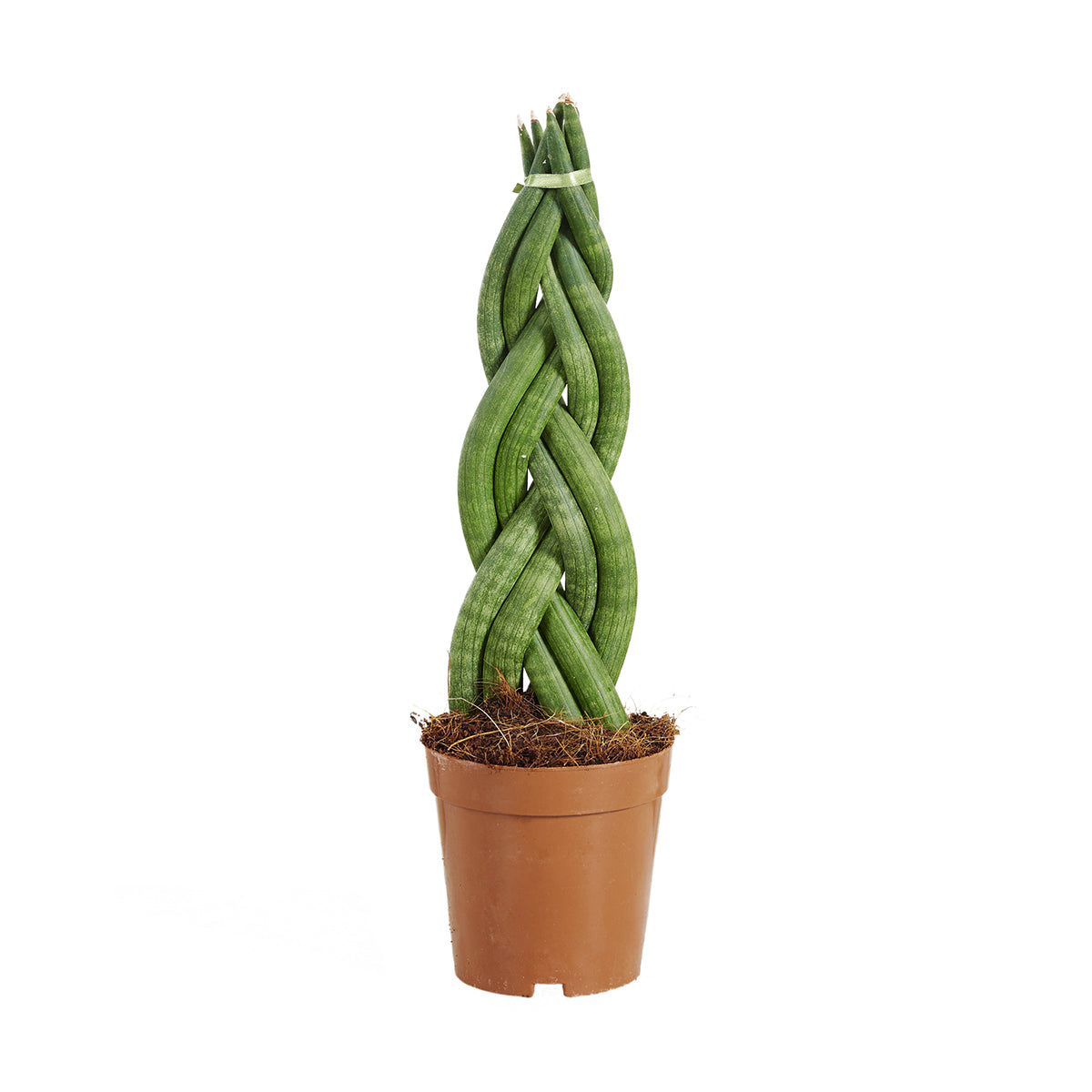 Sansevieria Twister – Indoor Plant