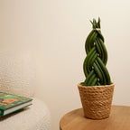 Sansevieria Twister – Indoor Plant