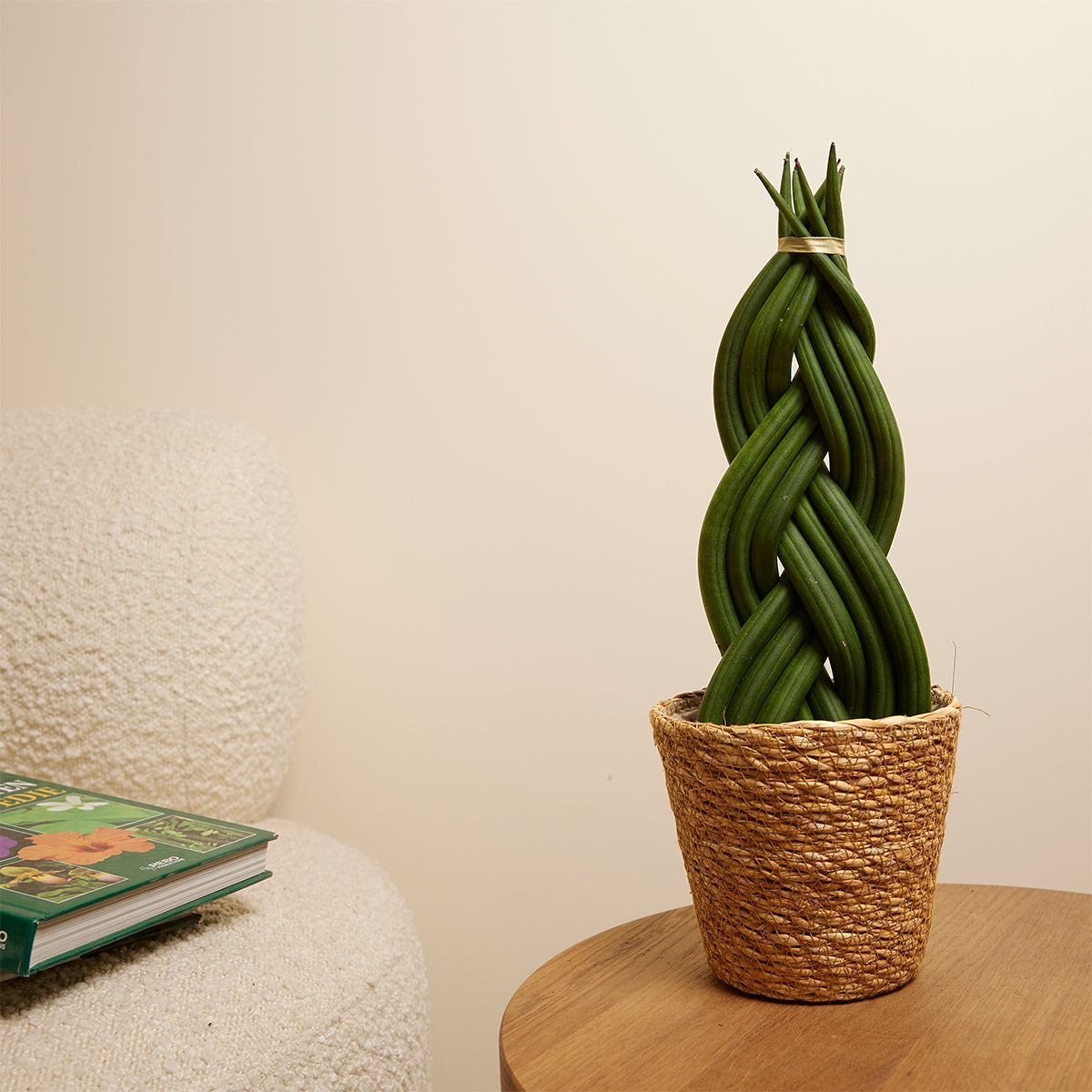 Sansevieria Twister – Indoor Plant