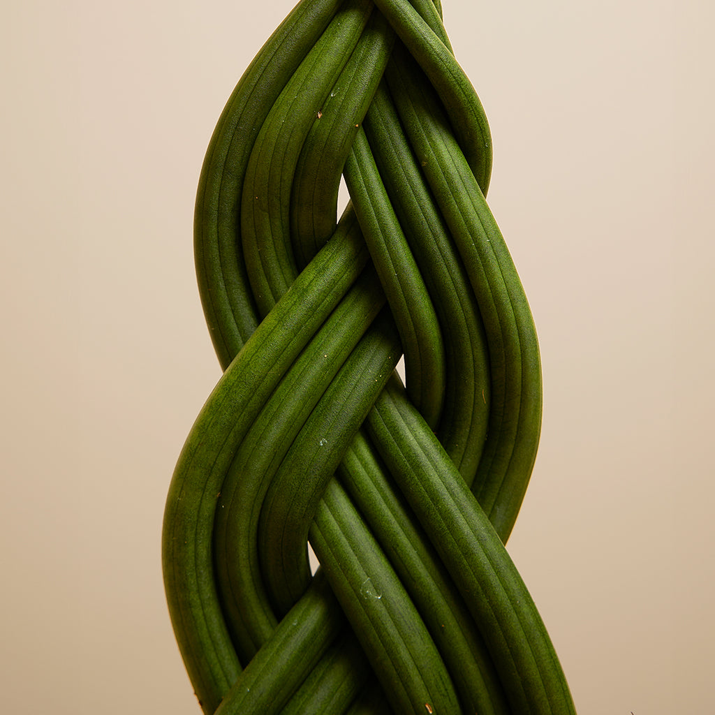 Sansevieria Twister – Indoor Plant