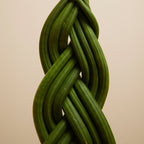 Sansevieria Twister – Indoor Plant