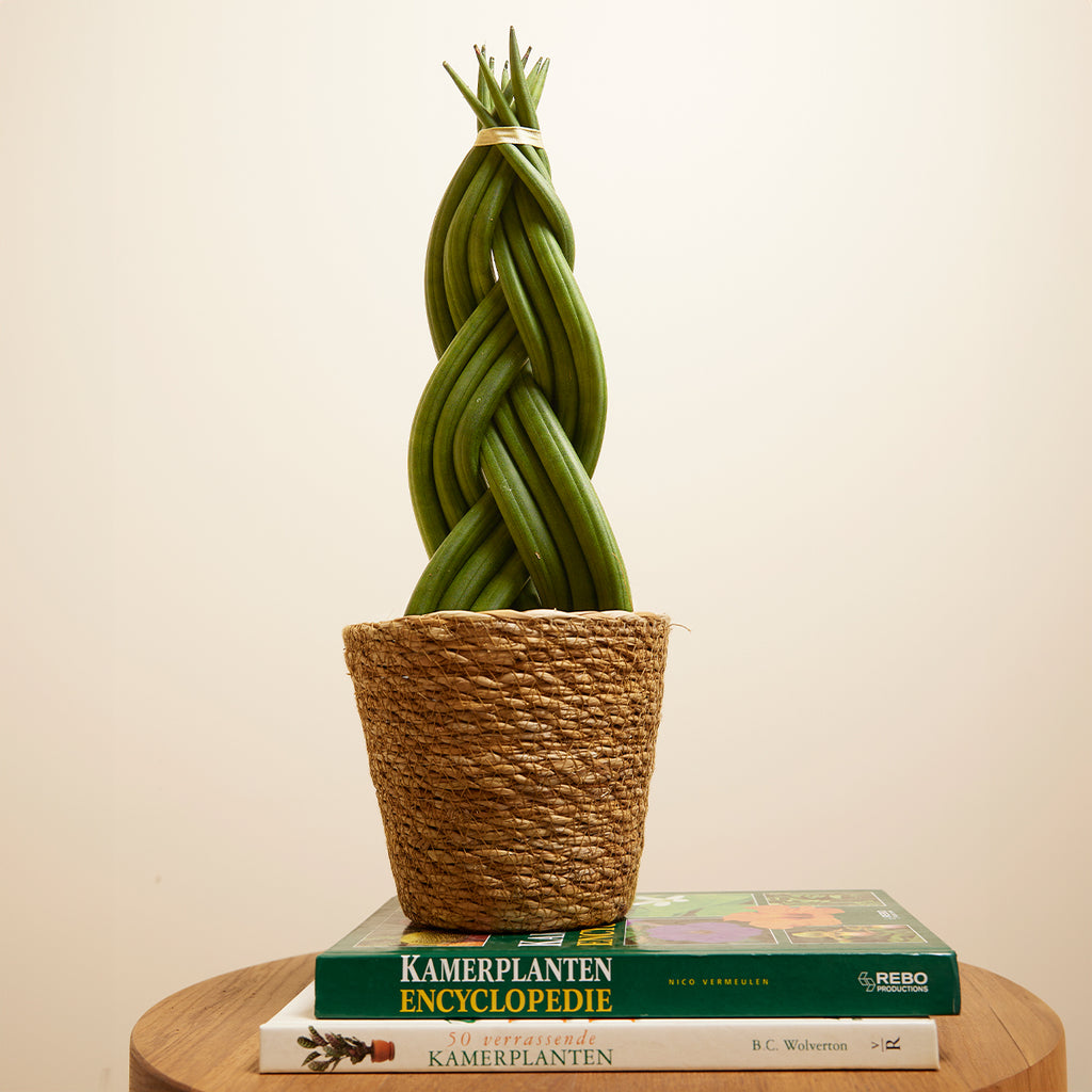 Sansevieria Twister – Indoor Plant