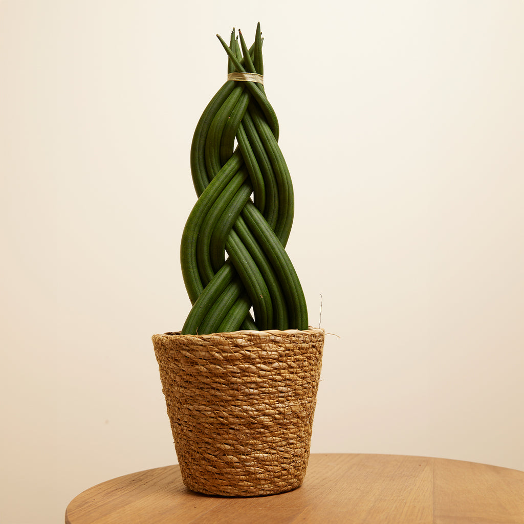 Sansevieria Twister – Indoor Plant