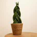 Sansevieria Twister – Indoor Plant