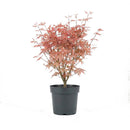 Érable du Japon Acer Taylor – Plante d'Extérieur
