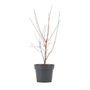Érable du Japon Acer Taylor – Plante d'Extérieur