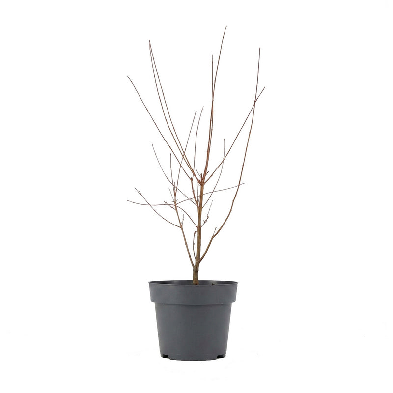 Érable du Japon Acer Taylor – Plante d'Extérieur