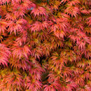 Érable du Japon Acer Taylor – Plante d'Extérieur