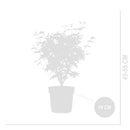 Érable du Japon Acer Taylor – Plante d'Extérieur
