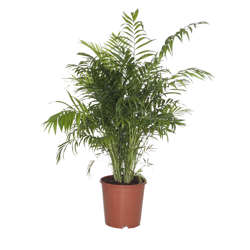 Chamaedorea Elegans XL – Indoor Plant