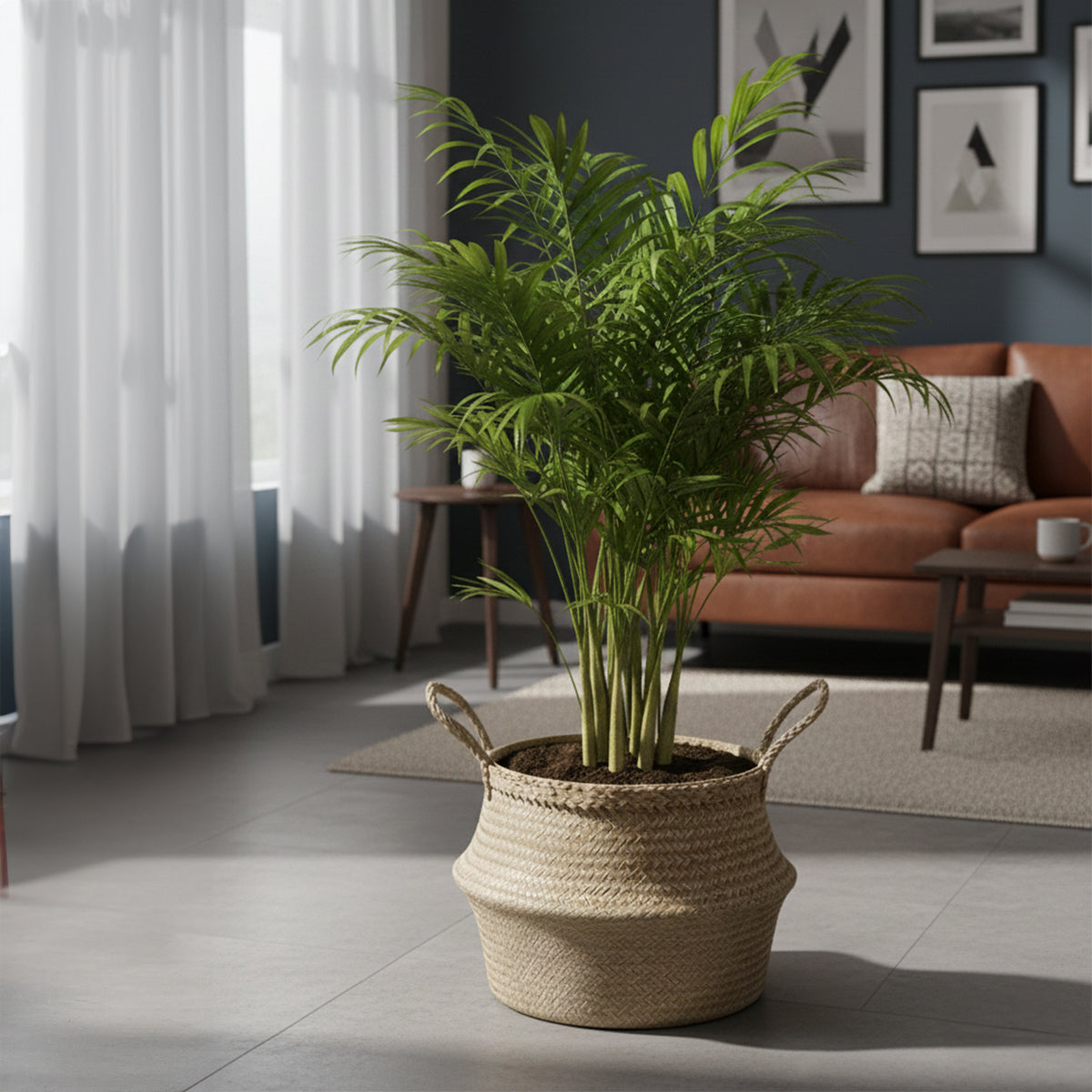 Chamaedorea Elegans XL – Indoor Plant