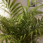Chamaedorea Elegans XL – Indoor Plant