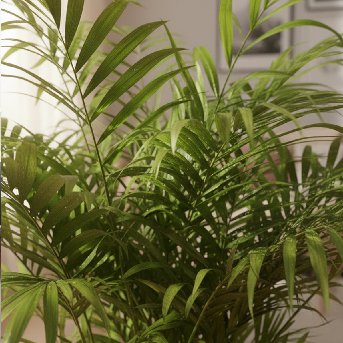Chamaedorea Elegans XL – Indoor Plant