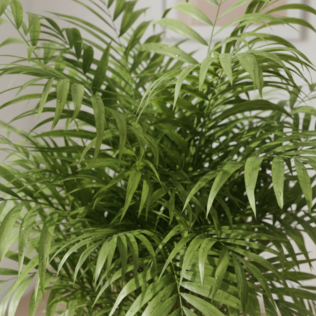 Chamaedorea Elegans XL – Indoor Plant