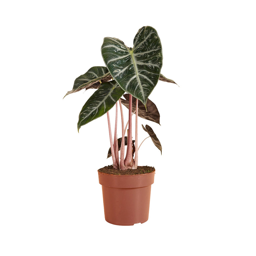 Alocasia Pink Dragon – Plante D'Intérieur