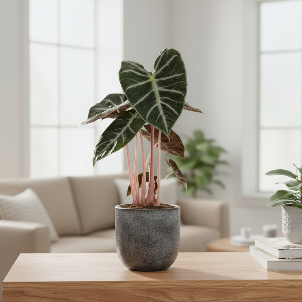 Alocasia Pink Dragon – Plante D'Intérieur