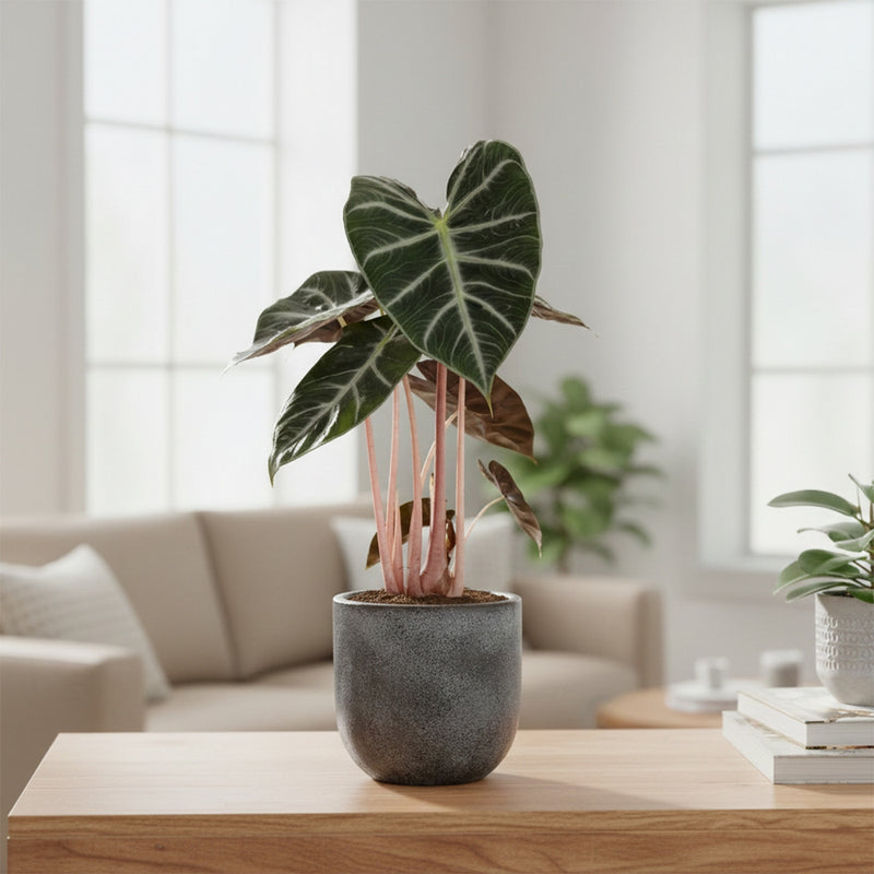 Alocasia Pink Dragon – Plante d'Intérieur
