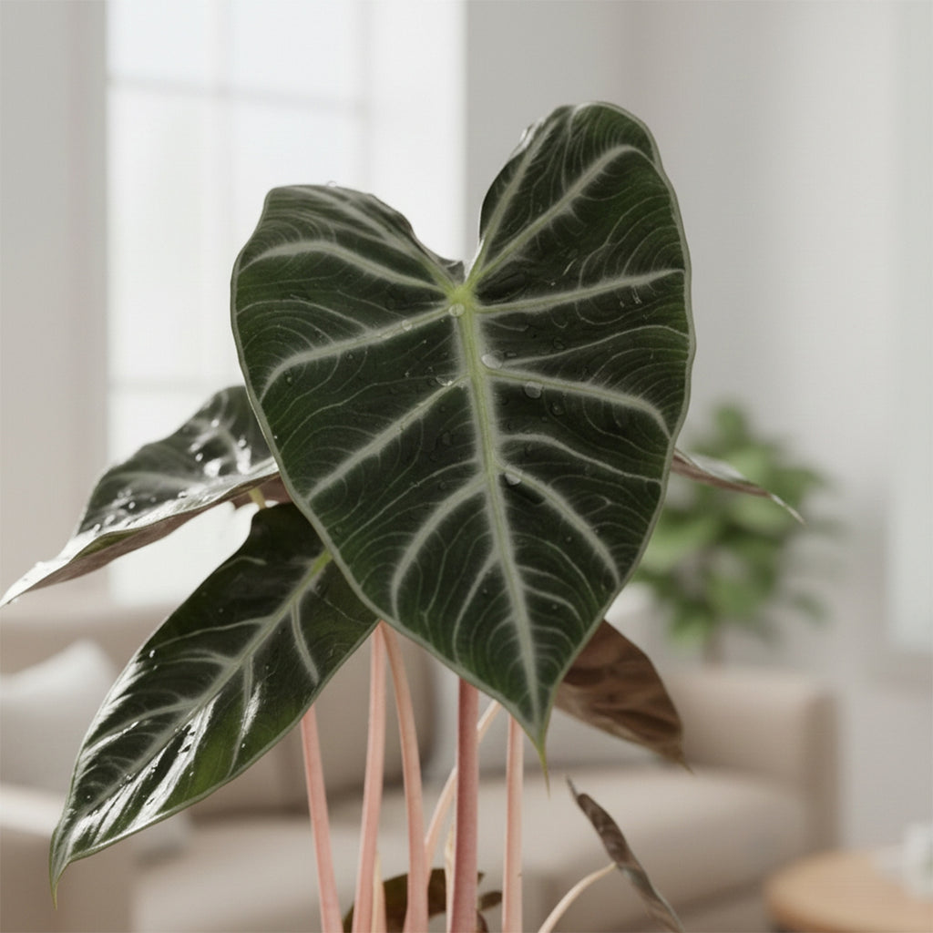 Alocasia Pink Dragon – Plante D'Intérieur