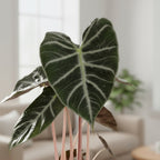 Alocasia Pink Dragon – Plante D'Intérieur