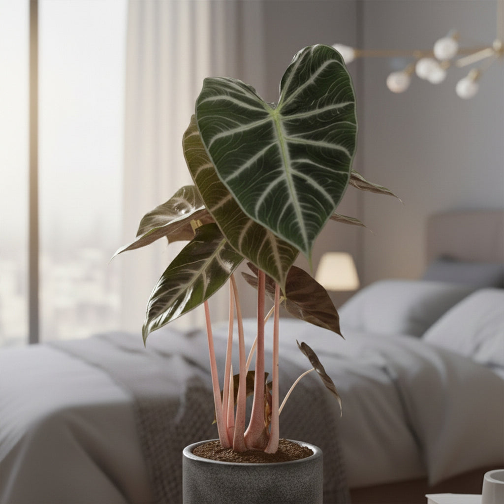 Alocasia Pink Dragon – Plante D'Intérieur