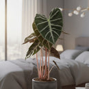 Alocasia Pink Dragon – Plante d'Intérieur