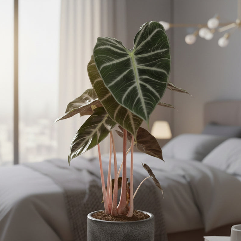 Alocasia Pink Dragon – Plante d'Intérieur