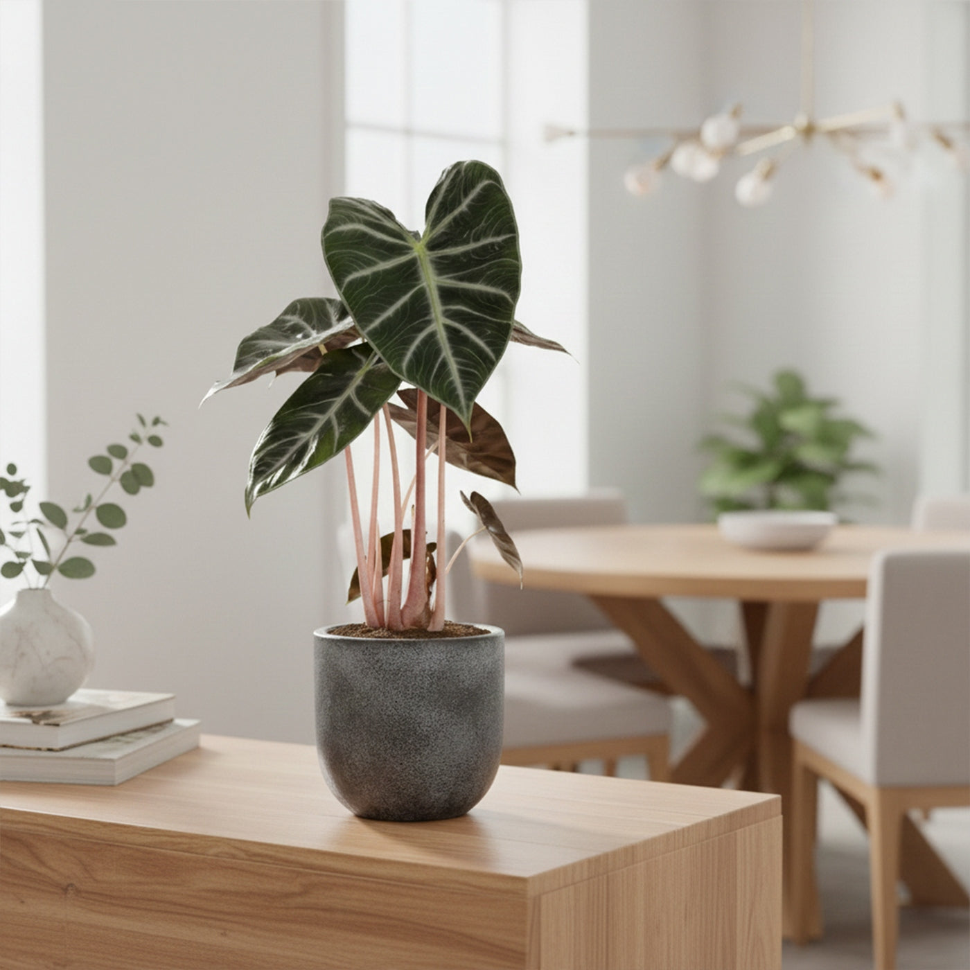 Alocasia Pink Dragon – Plante D'Intérieur