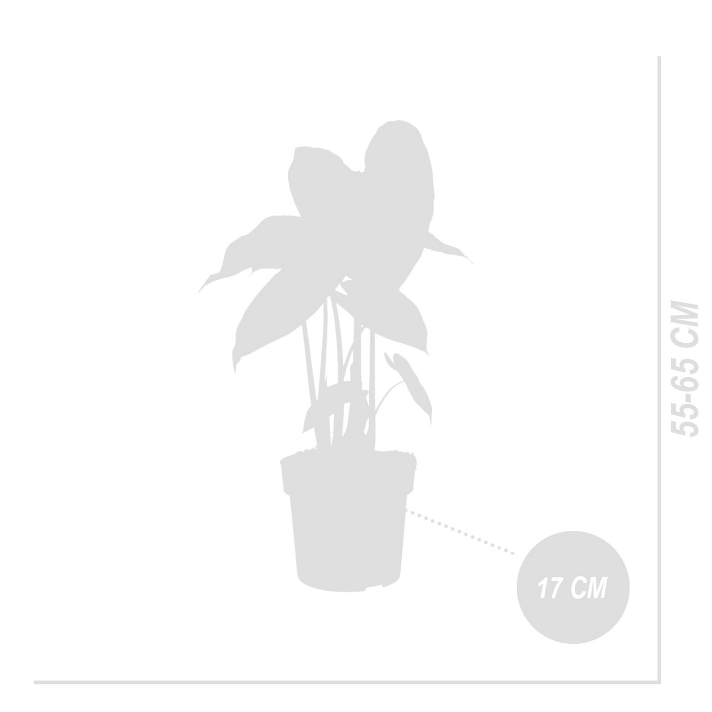 Alocasia Pink Dragon – Plante D'Intérieur