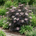 Set of 2 Black Lace Elderberries – Outdoor Plant