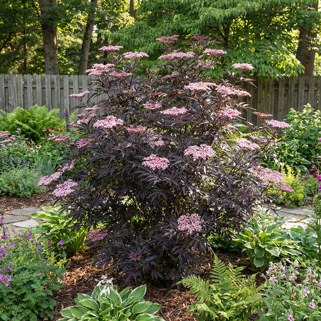 Set of 2 Black Lace Elderberries – Outdoor Plant