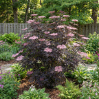 Set of 2 Black Lace Elderberries – Outdoor Plant