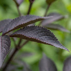 Set of 2 Black Lace Elderberries – Outdoor Plant