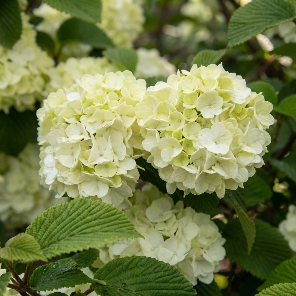 Viorne Du Japon Opening Day – Plante D'Extérieur