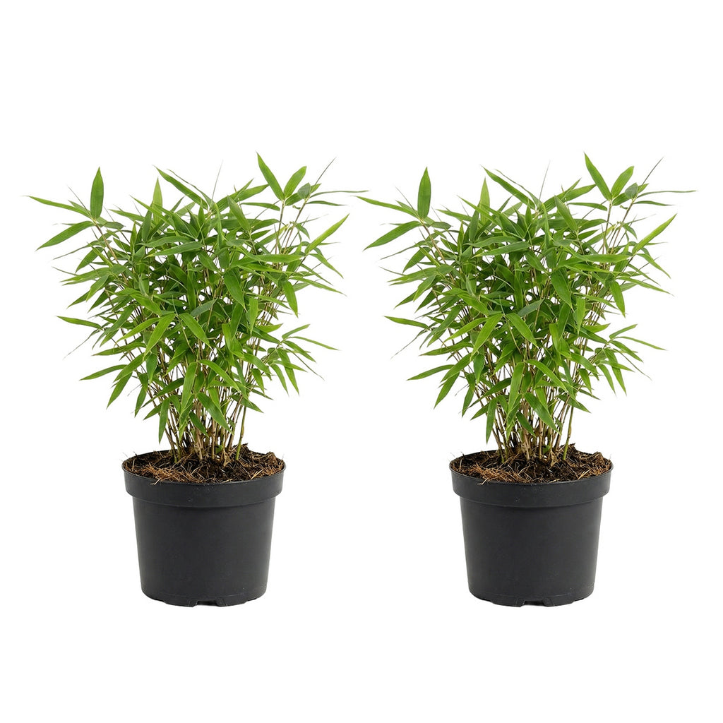 Set of 2 Green Rufa Bamboos