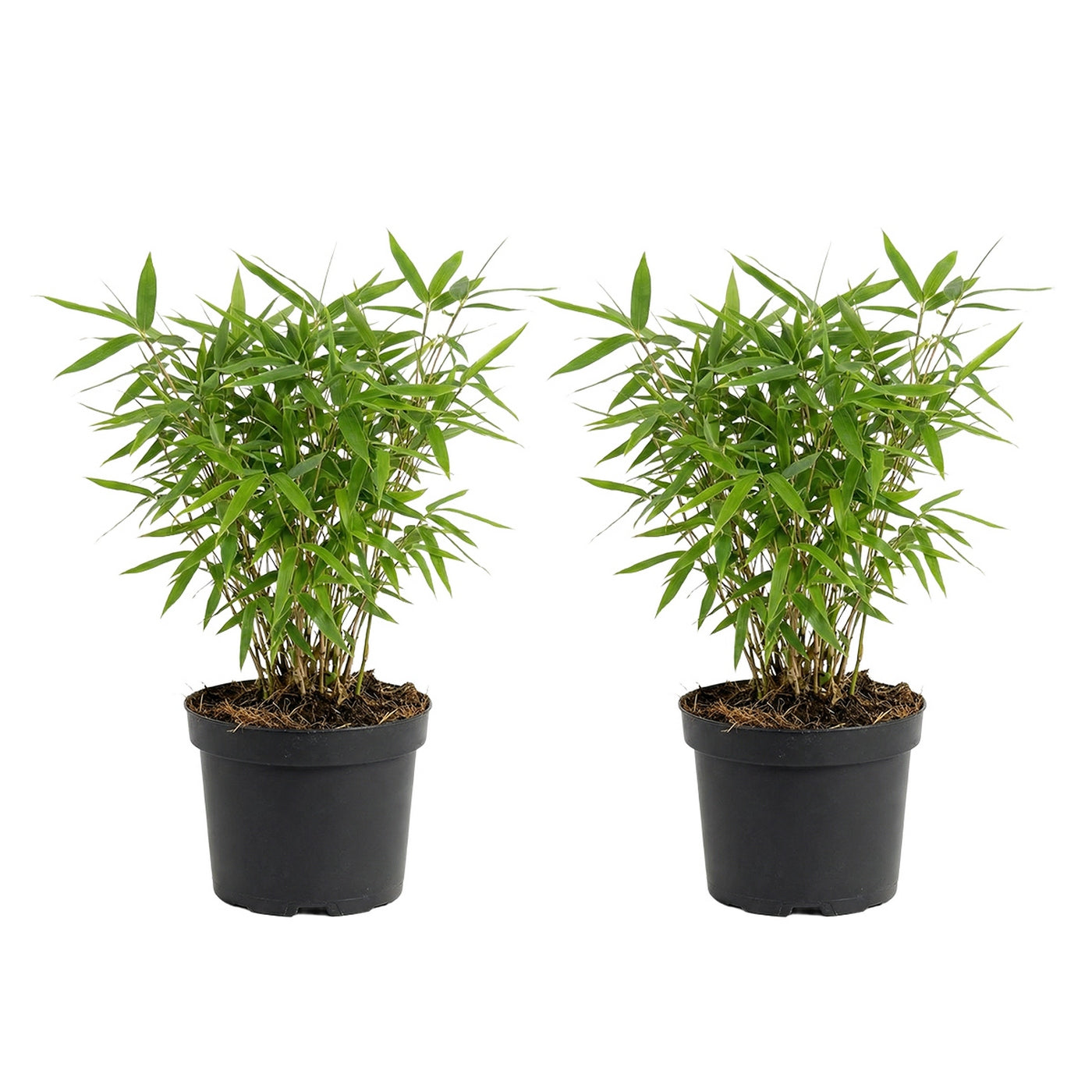 Set of 2 Green Rufa Bamboos
