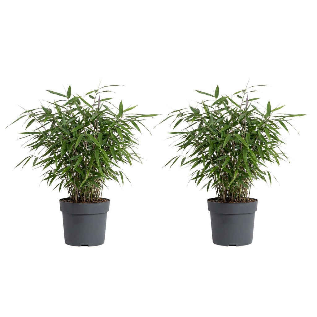 Lot De 2 Bambous Rouges Asian Wonder – Plante D'Extérieur