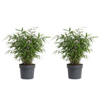 Lot De 2 Bambous Rouges Asian Wonder – Plante D'Extérieur
