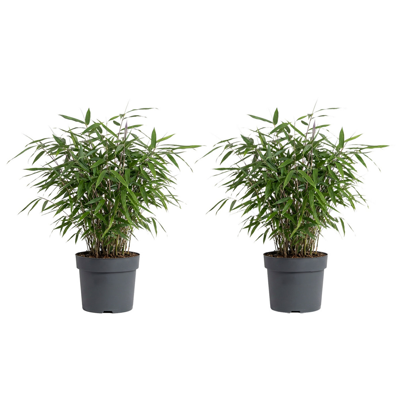 Lot De 2 Bambous Rouges Asian Wonder – Plante D'Extérieur