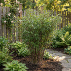Lot De 2 Bambous Rouges Asian Wonder – Plante D'Extérieur