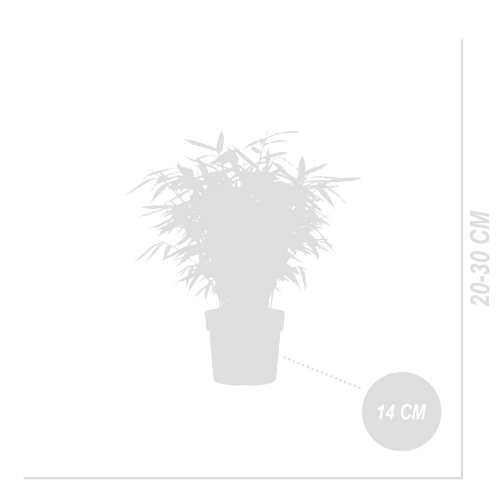 Lot De 2 Bambous Rouges Asian Wonder – Plante D'Extérieur