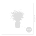 Lot De 2 Bambous Rouges Asian Wonder – Plante D'Extérieur